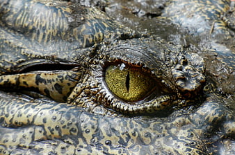 Close-up of a crocodile eye with textured reptile skin