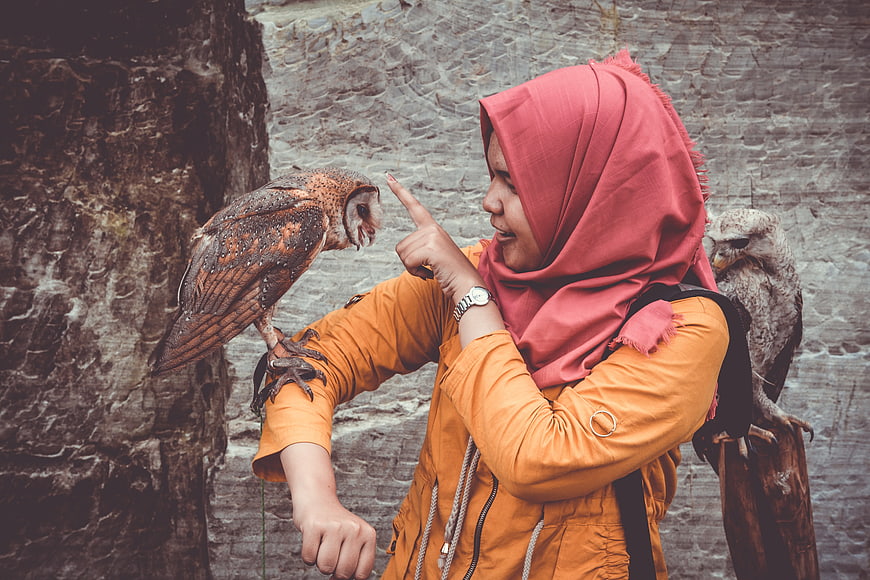 Woman in hijab interacting with barn owls on perches