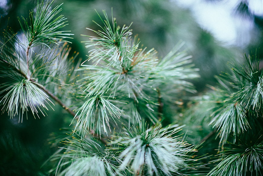 Close-up of vibrant green pine needles in a forest