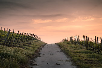 Winding Vineyard Path at Sunset with Pink Sky