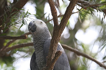 African Grey Parrot Perched on Tree Branch