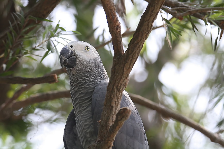 African Grey Parrot Perched on Tree Branch
