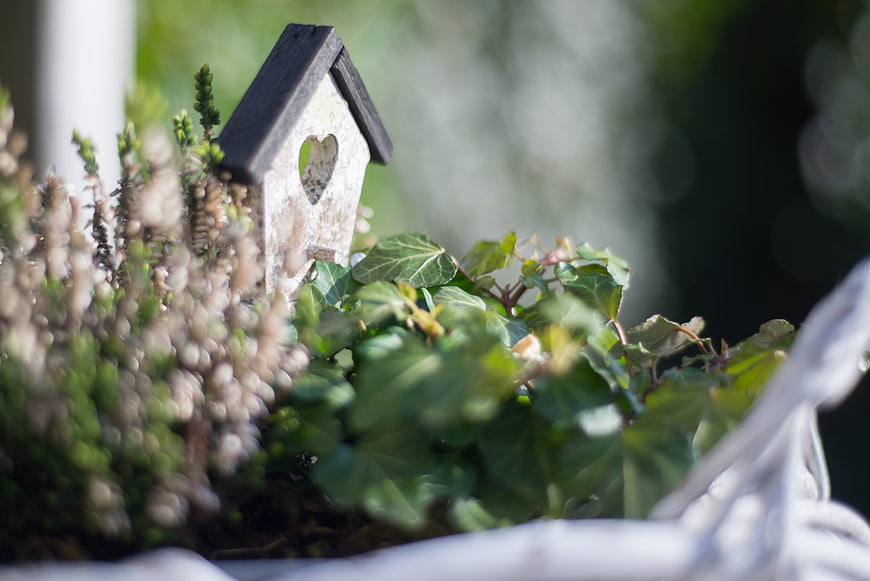 Rustic wooden birdhouse with heart cutout in garden plants
