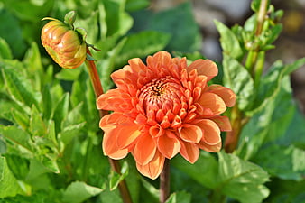 Vibrant Orange Dahlia Flower In Full Bloom With Green Garden Foliage