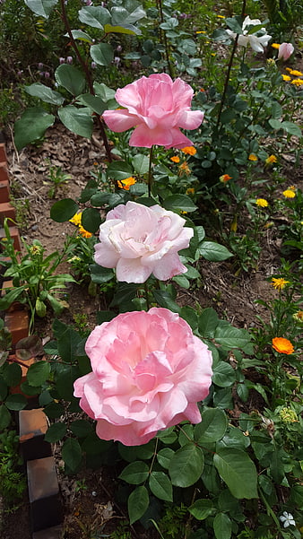Vertical Row of Pink Roses in Garden