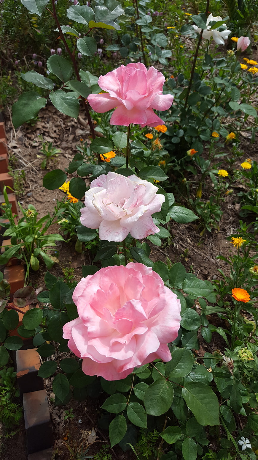 Vertical Row of Pink Roses in Garden