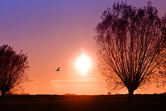 Silhouetted Trees and Bird Against Vibrant Orange Sunrise Sky
