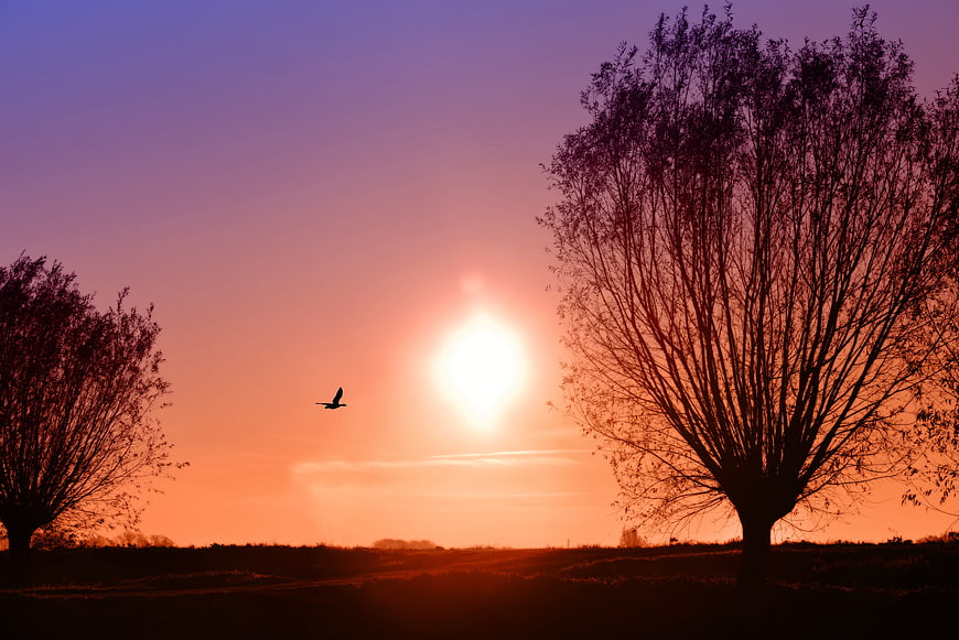 Silhouetted Trees and Bird Against Vibrant Orange Sunrise Sky
