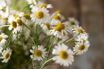 Close-up of fresh white and yellow chamomile flowers