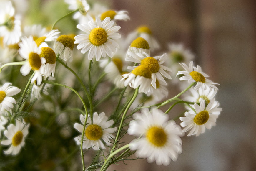 Close-up of fresh white and yellow chamomile flowers