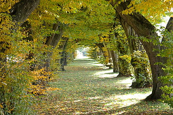 Autumn Hornbeam Tree Avenue with Golden Foliage and Dappled Light