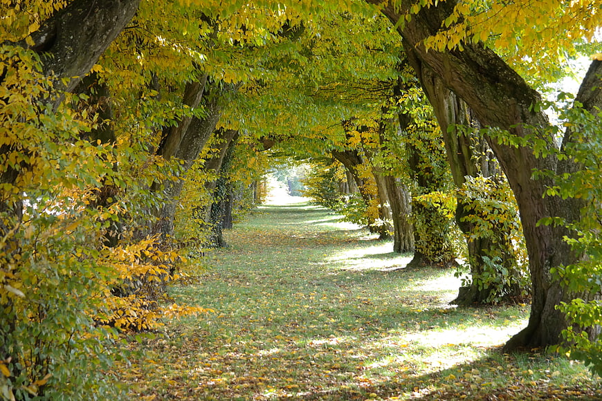 Autumn Hornbeam Tree Avenue with Golden Foliage and Dappled Light