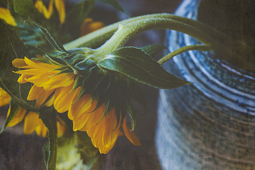 Close-up of wilting sunflowers in a rustic blue ceramic vase