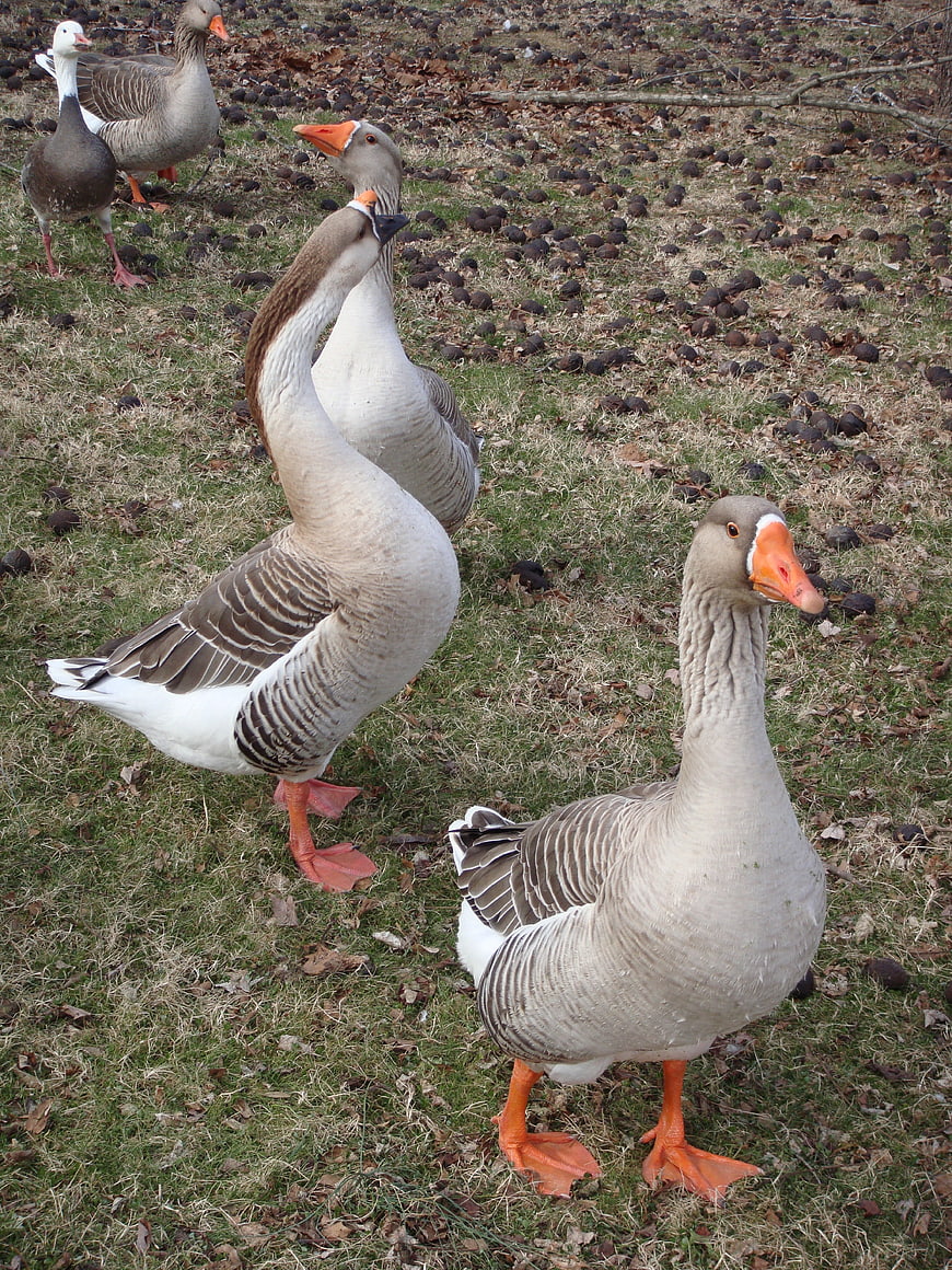 Group of Greylag Geese Standing on Grassy Field