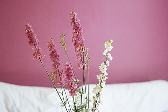 Pink and white delphinium flowers against a pink background