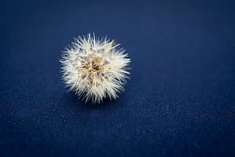 White Dandelion Seed Head on Blue Fabric Background