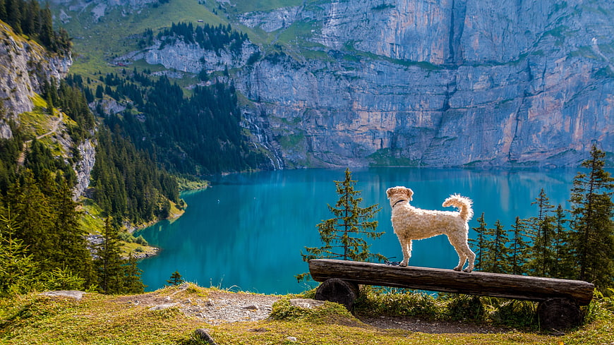 Irish Soft Coated Wheaten Terrier on Bench Overlooking Alpine Lake