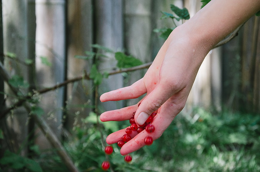 Hand holding fresh red currants in garden