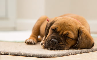 Sleeping brown puppy on a beige carpet