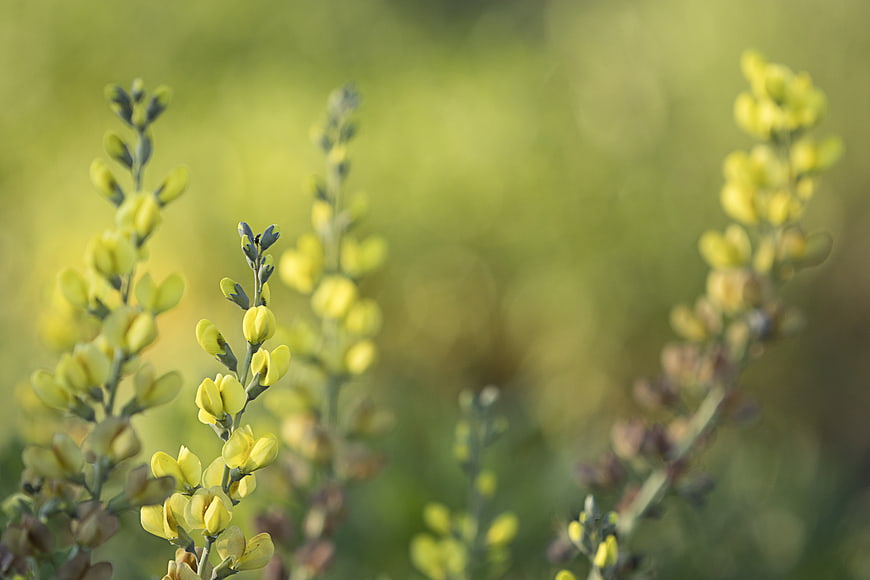 Yellow Wildflowers in Soft Focus with Green Bokeh Background