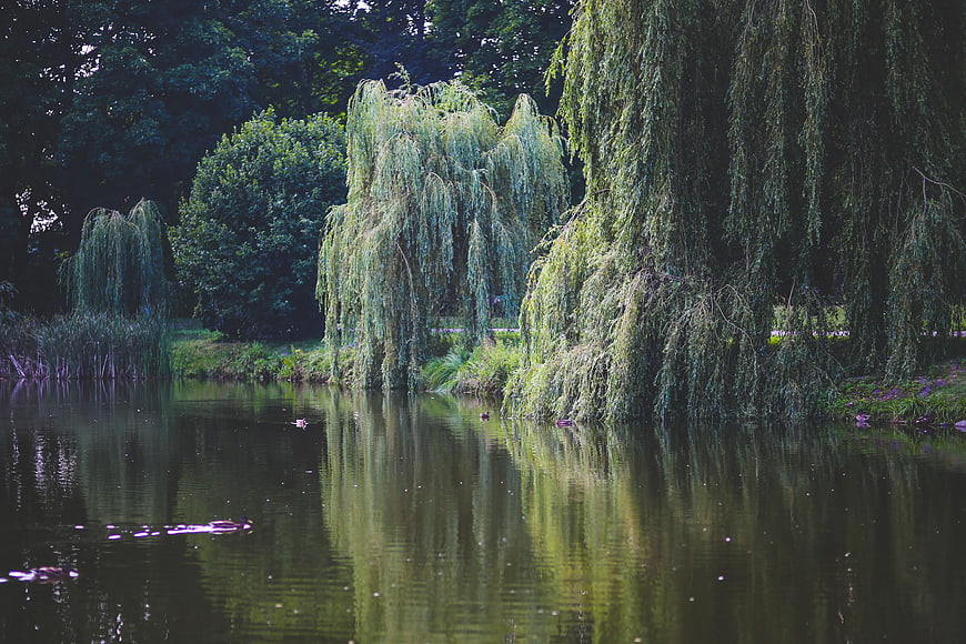 Serene Willow Trees Reflecting in a Calm River