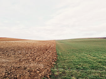 Split View of Plowed Brown Soil and Green Crop Field