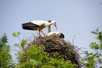White storks nesting in a tree against a blue sky