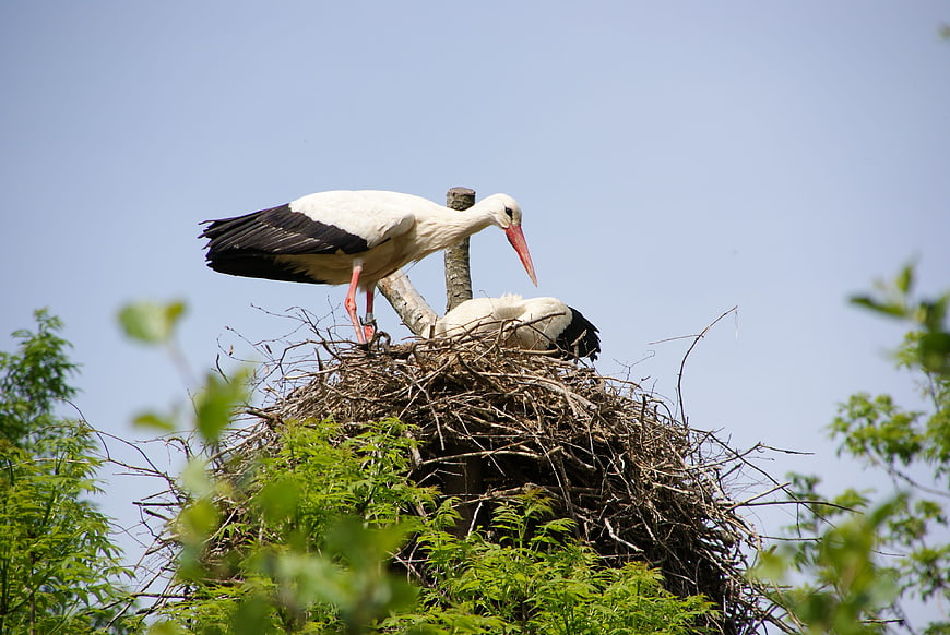 White storks nesting in a tree against a blue sky