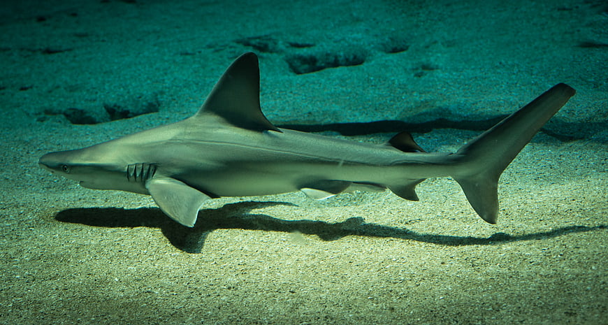 Blacktip Reef Shark Swimming Underwater