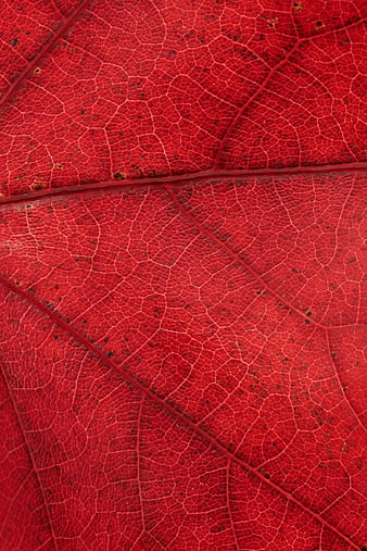 Macro Texture of Vibrant Red Autumn Leaf Veins