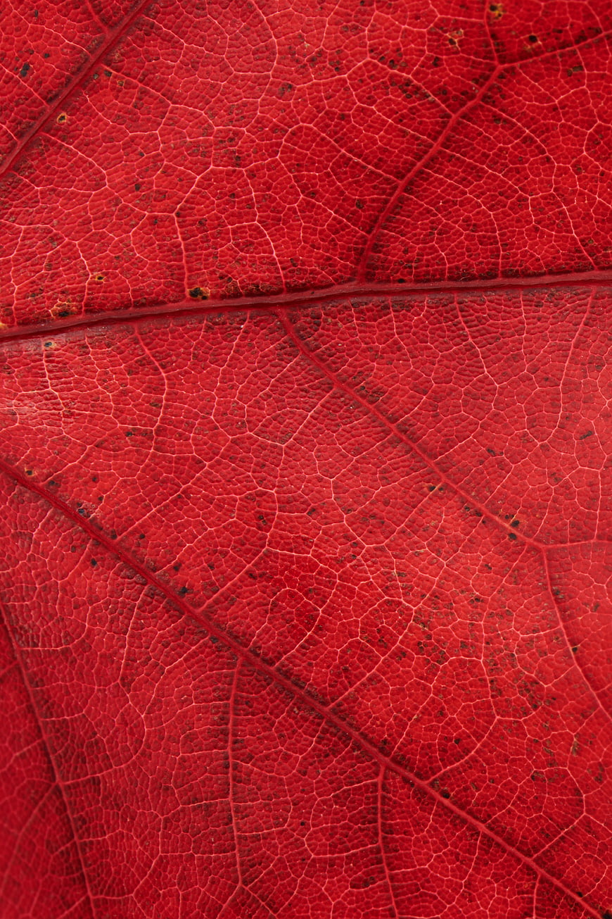 Macro Texture of Vibrant Red Autumn Leaf Veins
