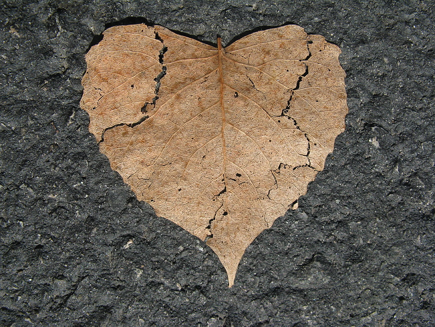 Heart-shaped dry leaf on cracked asphalt background