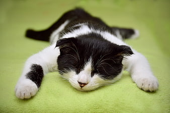 Sleeping black and white kitten on green blanket
