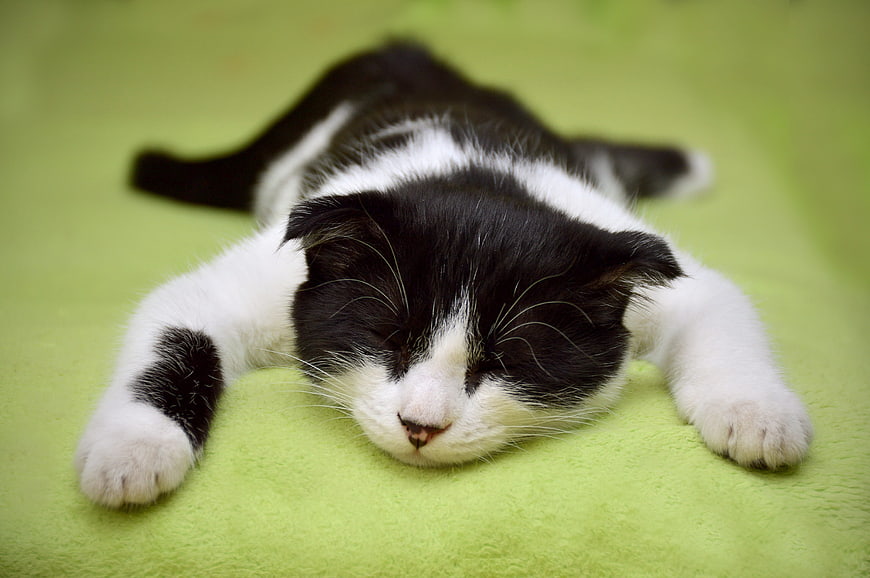 Sleeping black and white kitten on green blanket