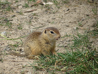 Cute European Ground Squirrel Sitting in Sandy Meadow