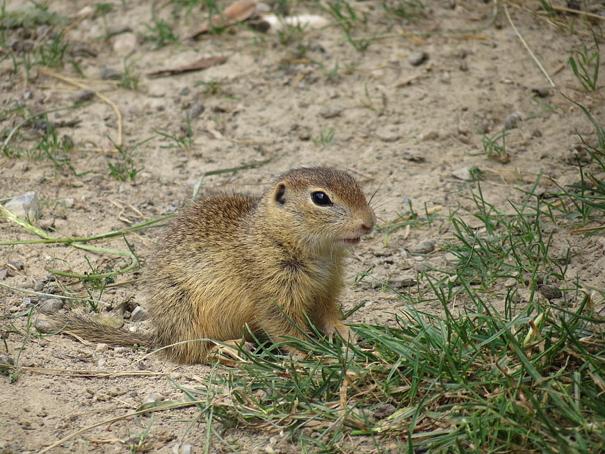 Cute European Ground Squirrel Sitting in Sandy Meadow