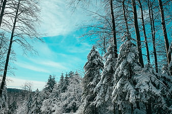 Snow-covered pine trees in a winter forest against a blue sky