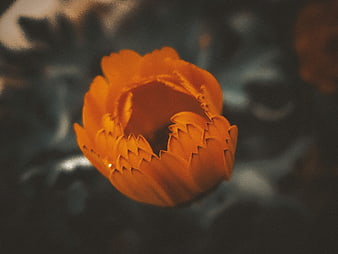 Close-up of vibrant orange flower with serrated petals
