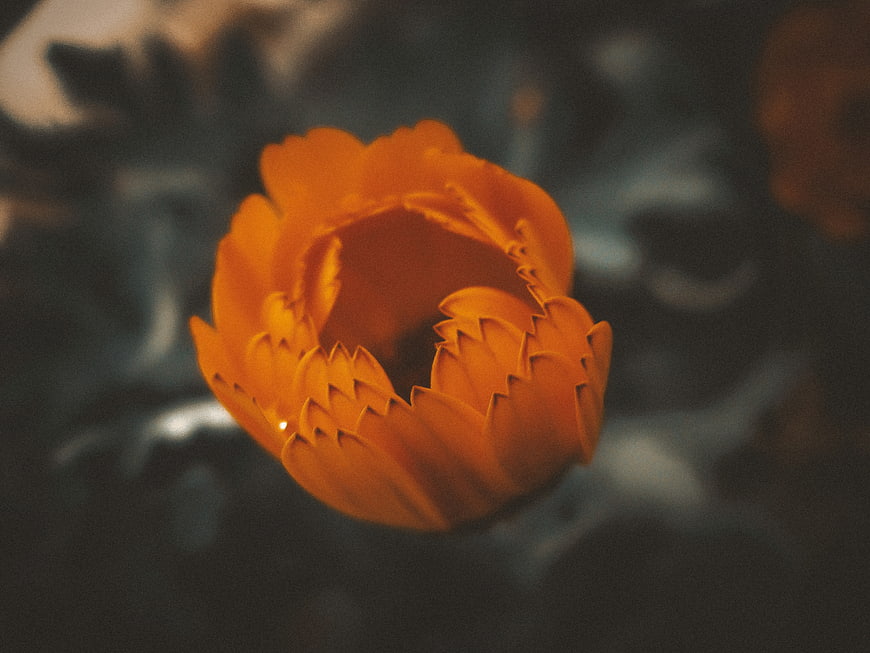 Close-up of vibrant orange flower with serrated petals