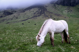 White Icelandic Horse Grazing in Misty Mountain Meadow