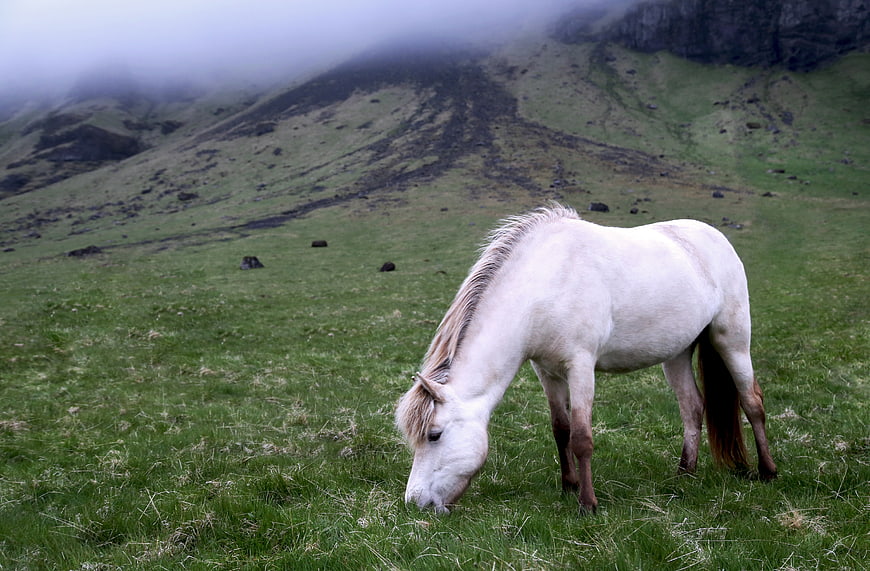White Icelandic Horse Grazing in Misty Mountain Meadow