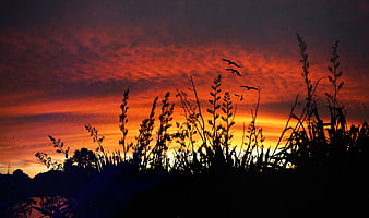 Dramatic Sunset Silhouette with Birds and Wild Grasses