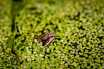Close-up of a frog hiding in duckweed
