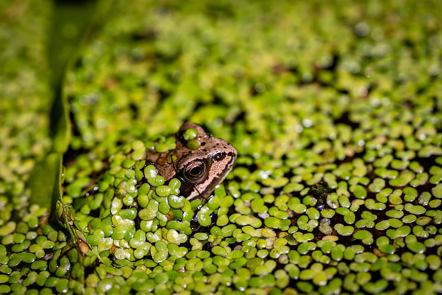 Close-up of a frog hiding in duckweed