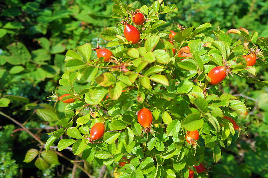 Bright Red Rosehips on Green Bush in Sunlight