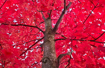 Vibrant red maple tree crown looking up at sky