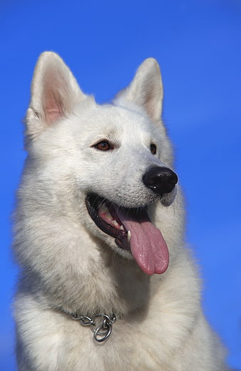White Swiss Shepherd Dog Portrait Against Blue Sky
