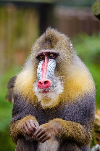 Close-up portrait of a male mandrill with colorful face