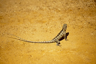 Lizard on Sandy Ground in Natural Habitat