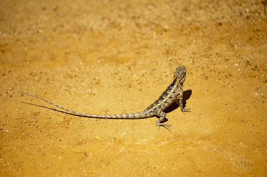 Lizard on Sandy Ground in Natural Habitat